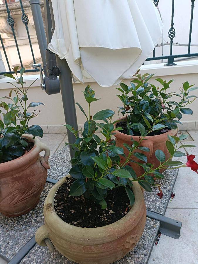 Il Vicoletto in Avetrana, Golfo di Taranto