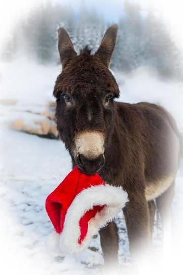 Bauernhof für 5 Personen in Marbach, Westalpen, Bild 4