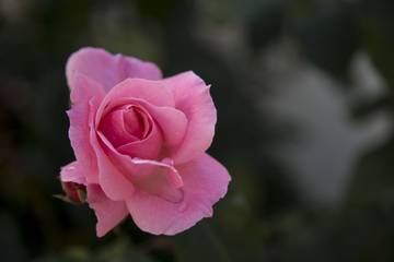 Vakantiewoning voor 4 Personen in Tučepi, Split-Dalmatië, Afbeelding 4