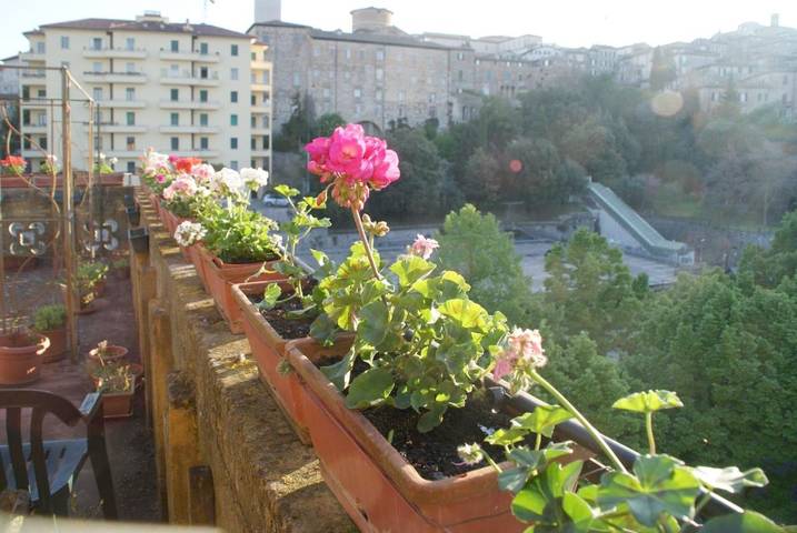 Bed and breakfast per 1 persone, con animali domestici - 1
