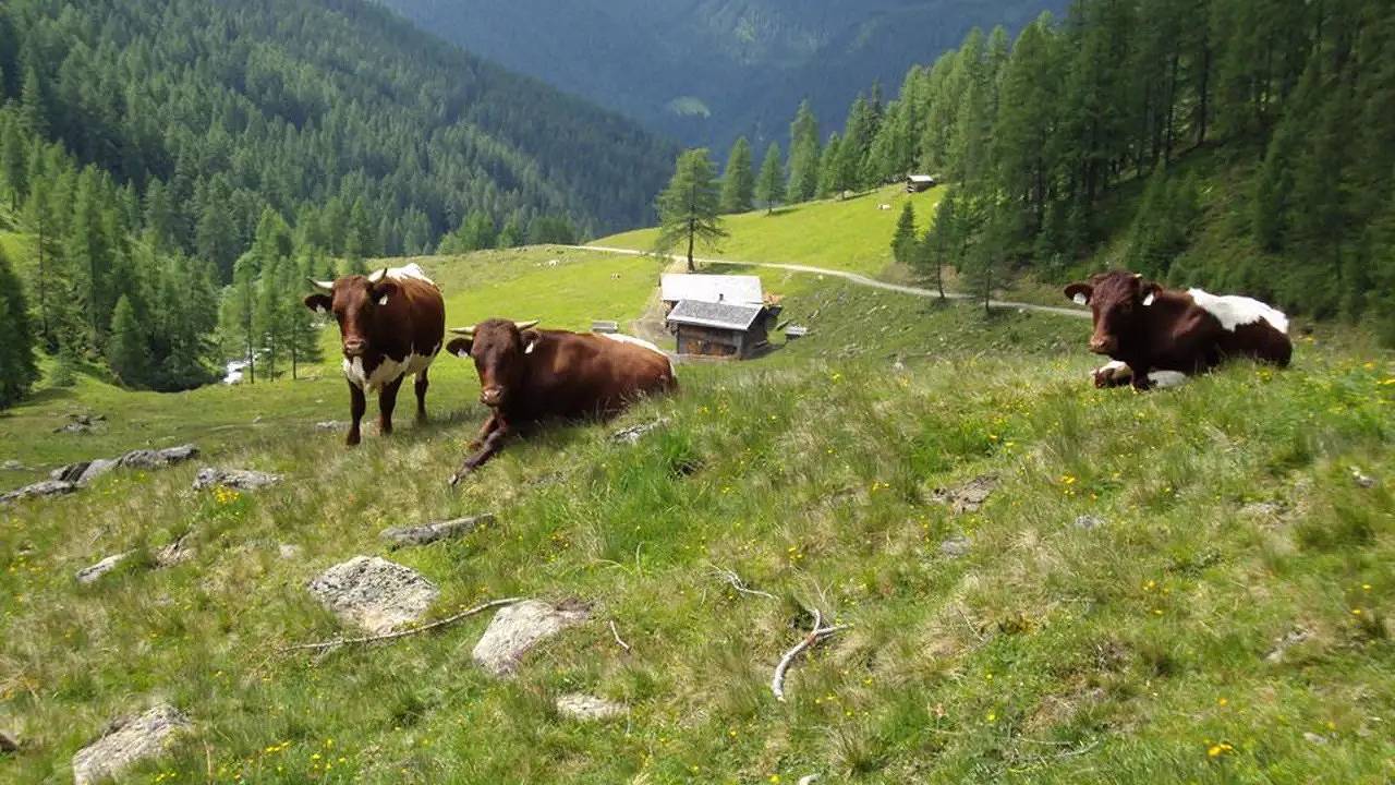 Ferienhaus für 6 Personen (60 m²) in Innervillgraten in Villgratner Berge, Innervillgraten
