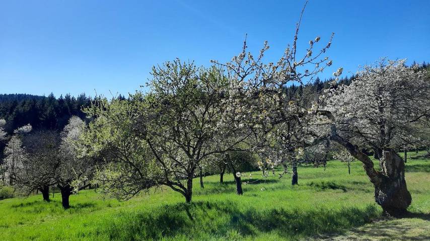 Gîte für 6 Personen, mit Garten in Burgund - 4
