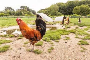 Camping voor 5 Personen in Saint-Michel-en-Grève, Côtes-d'Armor, Afbeelding 4