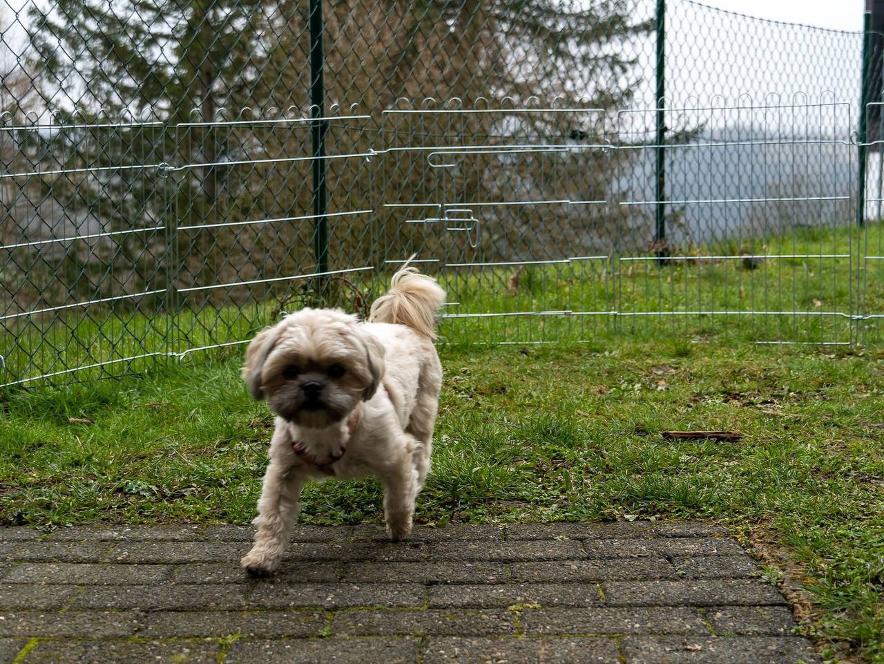 Ganze Ferienwohnung, Fewo Harzer Weitblick Bis 2 Hunde willkommen, W-Lan, 2x Smar - Fewo,  Hunde erwünscht, 1 Schlafzimmer, Herrlicher Ausblick in Hohegeiß, Harzvorland