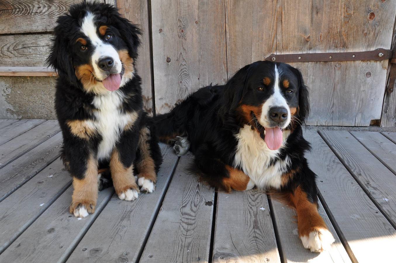 Hel ferielejlighed, Apartment, shower, toilet, 4 or more bed rooms in Wagrain, Ski Amadé