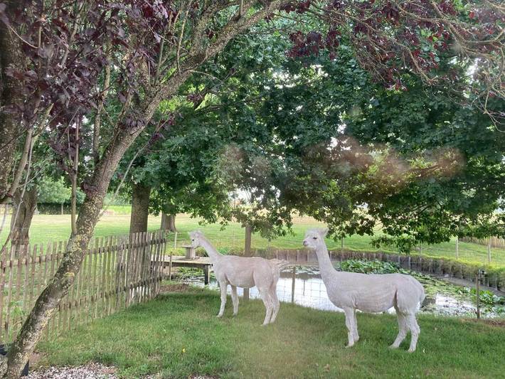 Location de vacances pour 2 personnes, avec terrasse et vue ainsi que vue sur le lac et jardin dans Westvleteren (bière) - 2