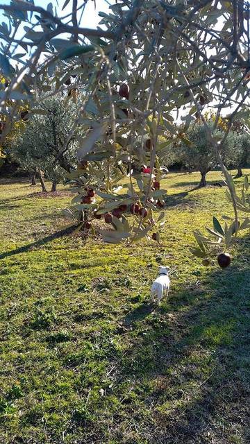 Gîte pour 3 personnes, avec vue et jardin à Aups