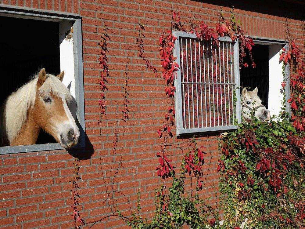 Ferienhof Petersen - Ferienwohnung 2, foto 11