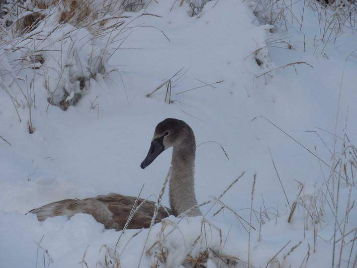 Ferienwohnung für 4 Personen, mit Garten und Seeblick sowie Ausblick, mit Haustier in Garz/Rügen - 4