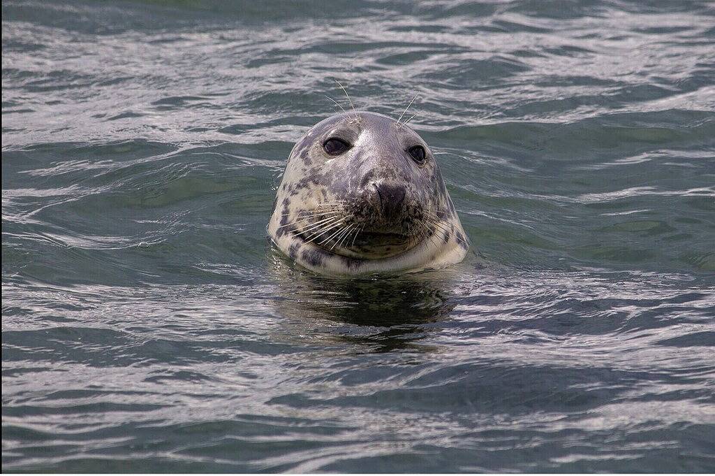 Crows Nest @ Kapitän Alexander Hideaway in West Harwich, Harwich