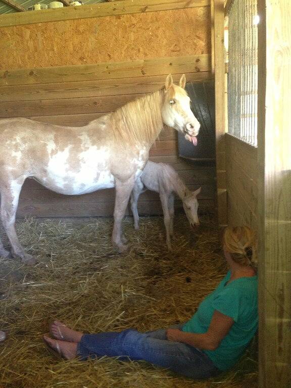 T Lea Farm: Ihr ruhiger Luxus * 73-Morgen-Urlaubsort, ideal auch für Biker! in Monroe County (TN)