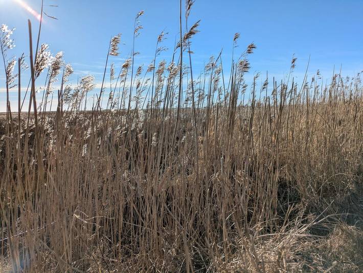 Ferienhaus für 6 Personen, mit Terrasse und Sauna, mit Haustier in Tirpitz Museum (Oksby) - 4