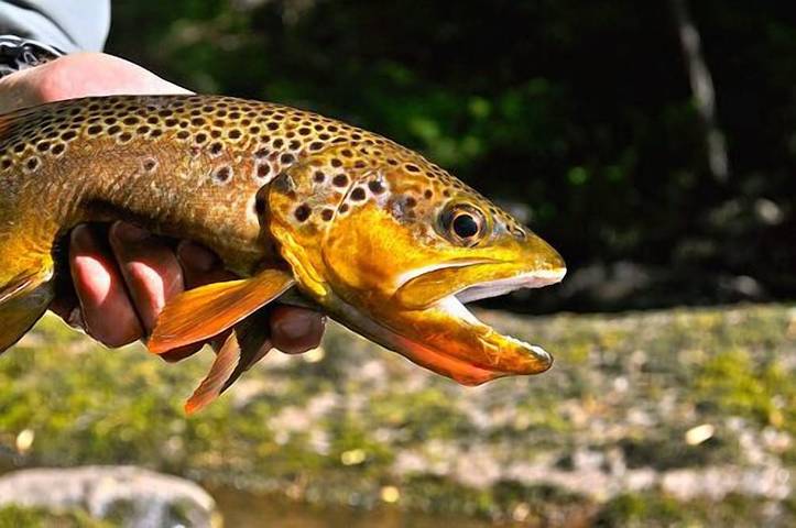 Cottage for 4 people, with terrace and yard in Maryland