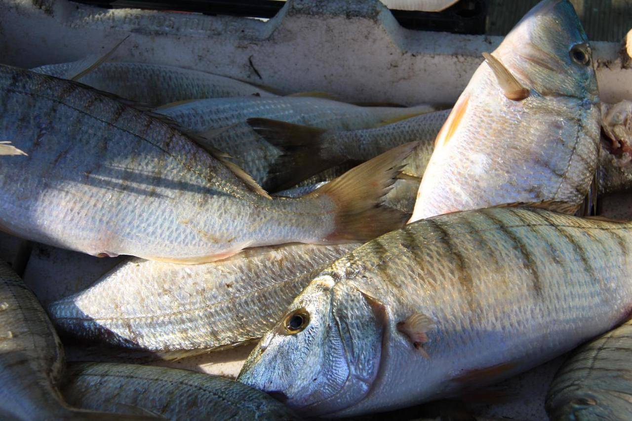 Il Pescatore in Marinella (Sicile), Castelvetrano (Commune)