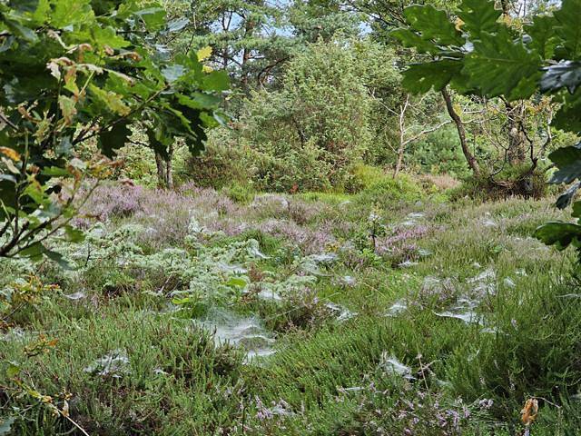 Ferienhaus für 2 Personen, mit Terrasse in Sahlenburg - 4