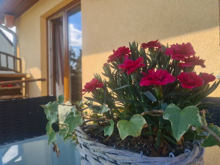 Bauernhaus für 3 Personen, mit Garten, mit Haustier an der Ostsee - 4