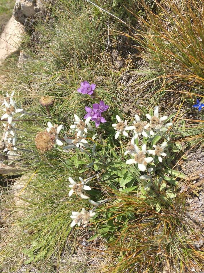 Maison d’hôte pour 2 personnes, avec vue et terrasse dans Région de Grisons - 2