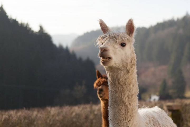 BnB für 2 Personen, mit Terrasse und Garten sowie Sauna und Ausblick in Sächsische Schweiz
