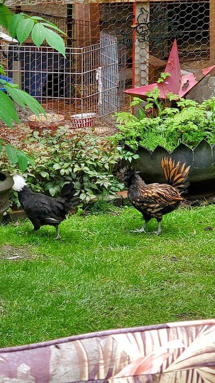 Paradise on the Mighty Fraser River surrounded by woodland gardens. in Fraser Valley Regional District