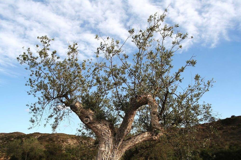 Cortijo Urra - Rural Accommodations & Field Center in Sorbas, Almería Province