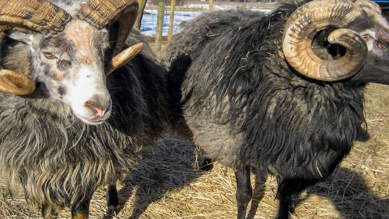 Ferienhaus für 5 Personen (45 m²) in Stenkyrka in Gotland