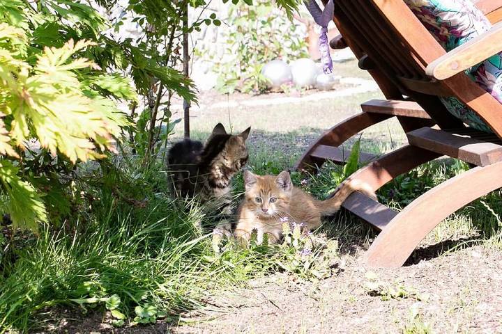 Bauernhof für 5 Personen, mit Balkon und Garten, mit Haustier in Niederbayern - 2