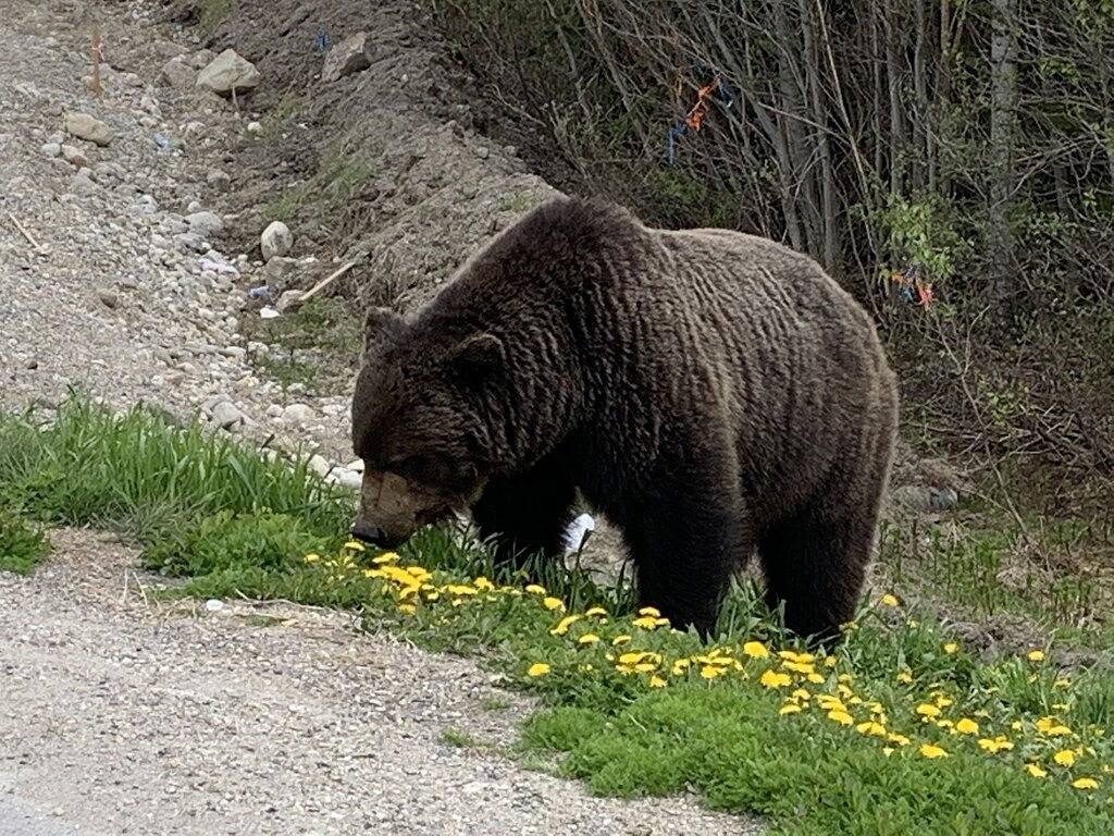 Ganze Wohnung, Bears Den, sleeps 6, lakefront, amazing location, sun deck overlooking pool/lake in Kootenay-Nationalpark