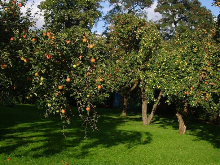 Ferienhaus für 2 Personen, mit Garten an der Müritz - 4