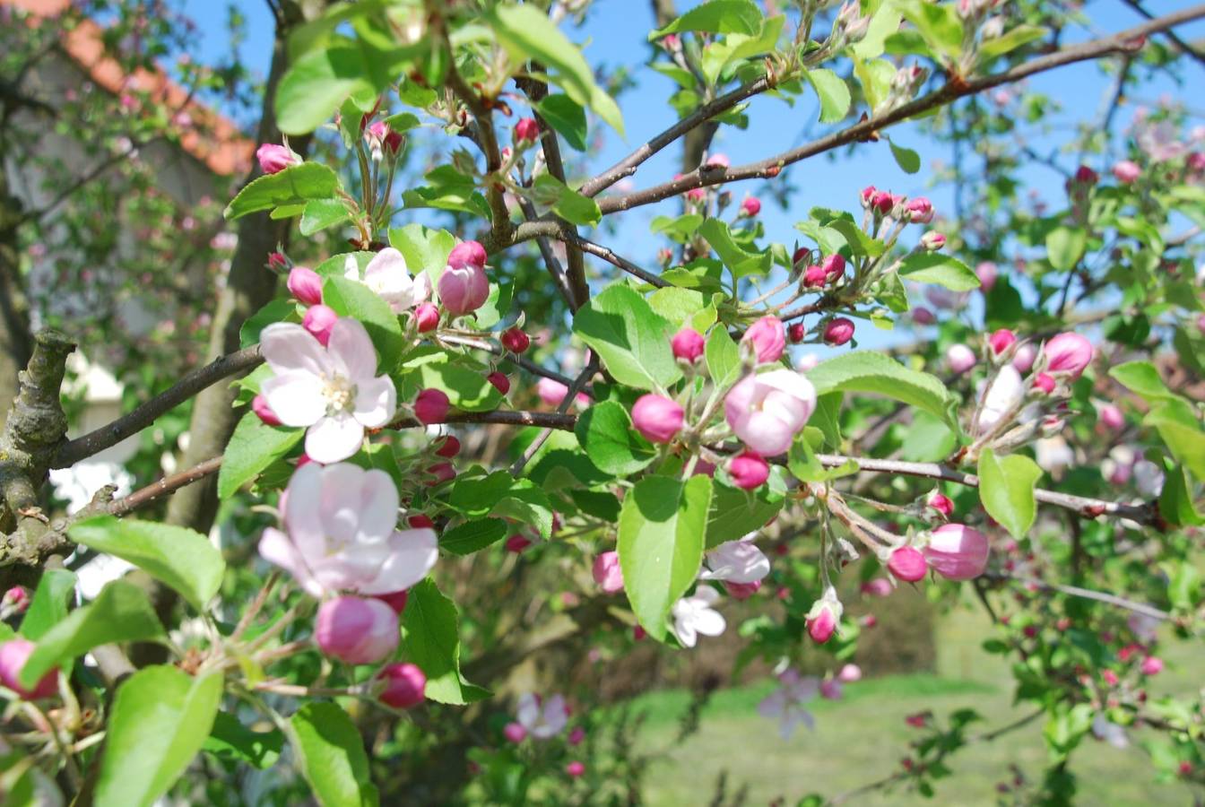 Ganze Ferienwohnung, Ferienwohnung Vogelnest - Ferienwohnung Vogelnest, 50qm, Garten, 1 Schlafzimmer, max. 2 Personen in Teningen, Südschwarzwald