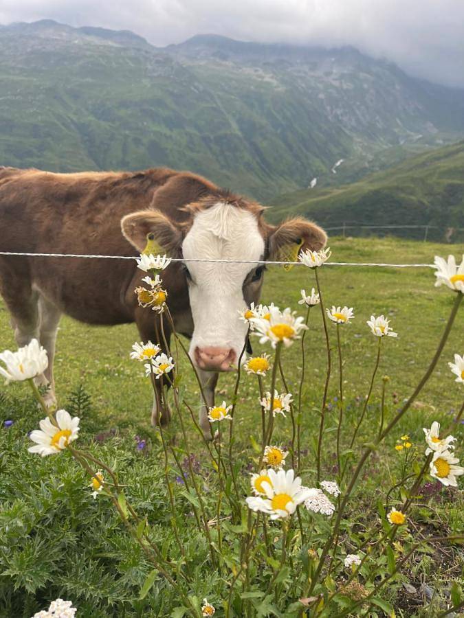 Gîte pour 7 personnes, avec vue à Andermatt - 2
