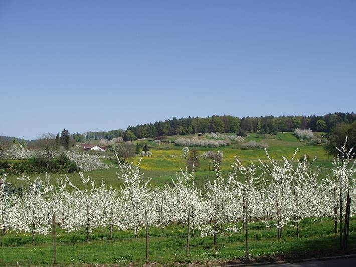 Ferienwohnung für 2 Personen, mit Seeblick in Kressbronn am Bodensee - 3