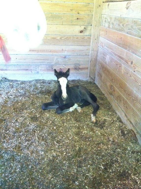 T-Lea Farm Ihre 73 Acre Horse Farm Vaction Retreat in Ost-Tennessee in Monroe County (TN)