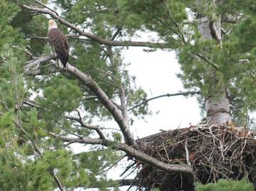 Lake House for 4 Guests in Minocqua, Wisconsin, Picture 4