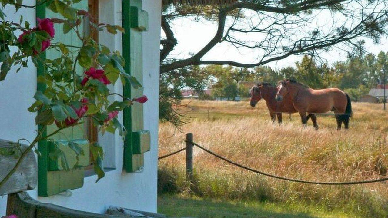 Apartamento vacacional entero, Ferienwohnung für 2 Personen (22 m²) in Hiddensee in Neuendorf Hiddensee Island, Hiddensee