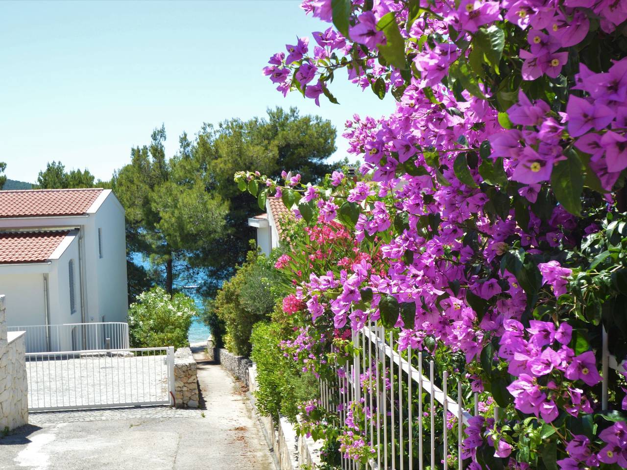 Appartement entier, Rose in Žaborić, Šibenik-Knin