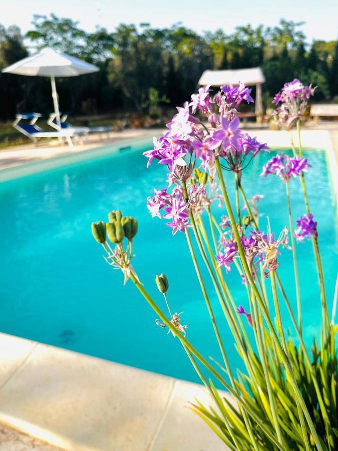 Chambre d’hôte pour 4 personnes, avec piscine ainsi que vue et jardin à Parabita - 2