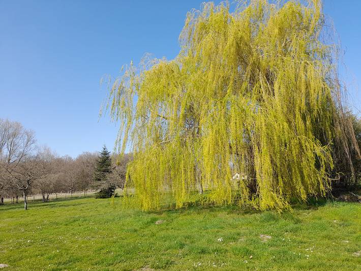 Gîte pour 8 personnes, avec jardin à Cheverny - 2