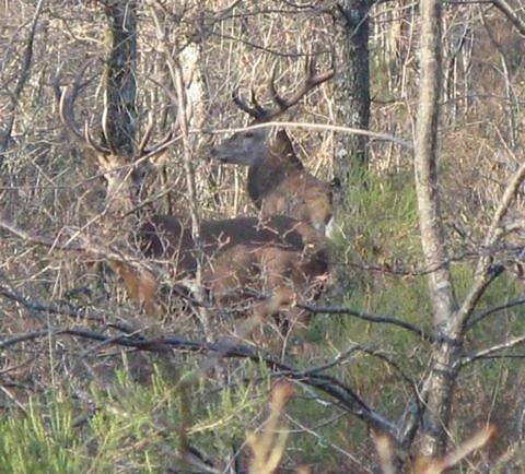 Location de vacances pour 5 personnes, avec sauna ainsi que terrasse et jardin, animaux acceptés à Paulnay - 4