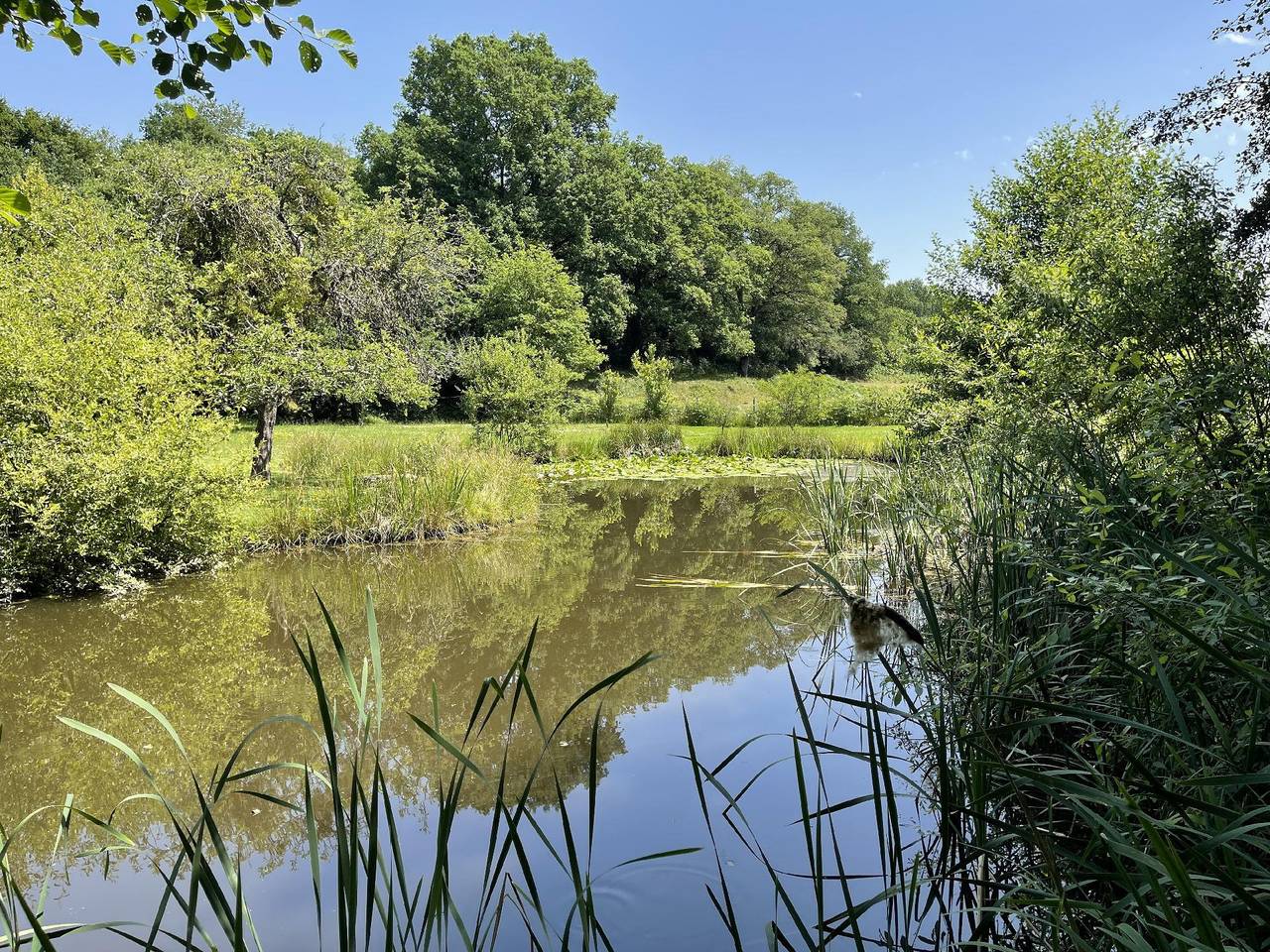 Gîte pour 6 pers avec étang privé in Saint-Berain-sous-Sanvignes, Région d'Autun