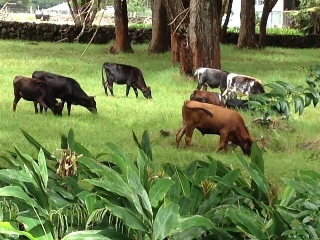 Waimea Plantation Style Home.- In der Nähe der Stadt! Buchen Sie 5 Nächte und erhalten Sie die 6. Nacht gratis! in Waimea, Hamakua