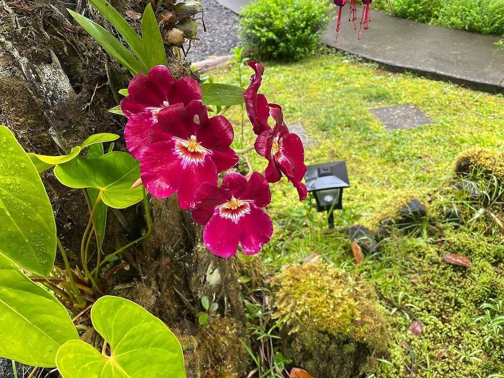B&B: Royal Orchid Suite mins from Volcanoes National Park in Mauna Loa Estates, Volcano