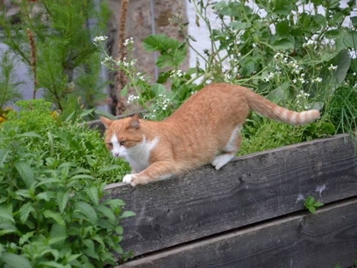 Bauernhof für 4 Personen, mit Garten, kinderfreundlich in Alpenland Tegernsee Schliersee - 2
