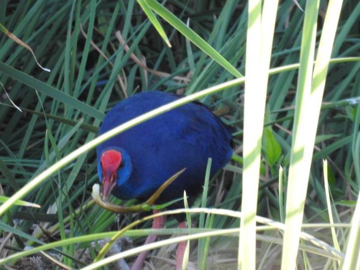 Casa rural para 3 personas, con vistas y terraza, Familias con niños en Parque Nacional de Monfragüe - 4