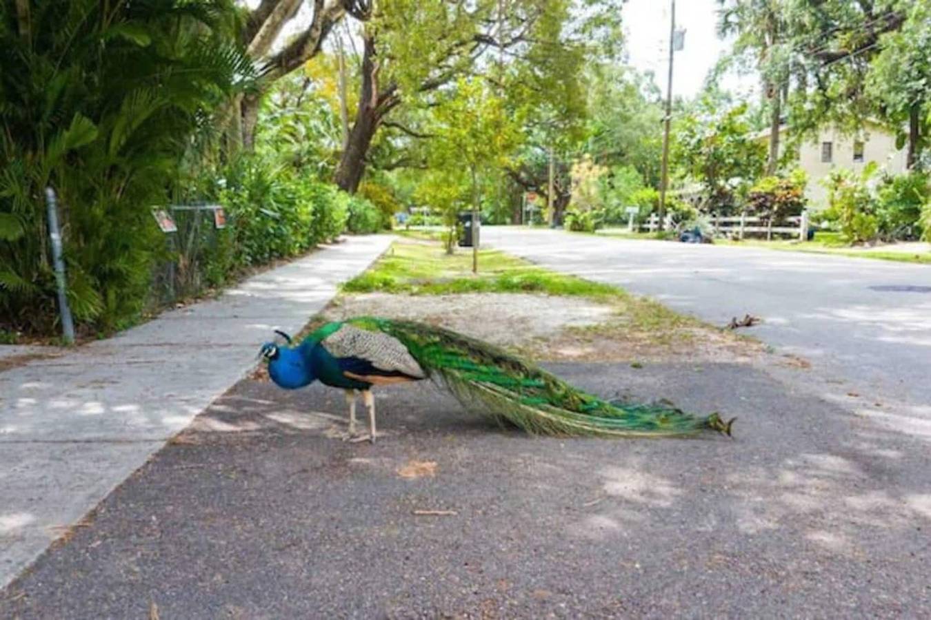 Peacock 2 in Fort Lauderdale in Fort Lauderdale, Broward County
