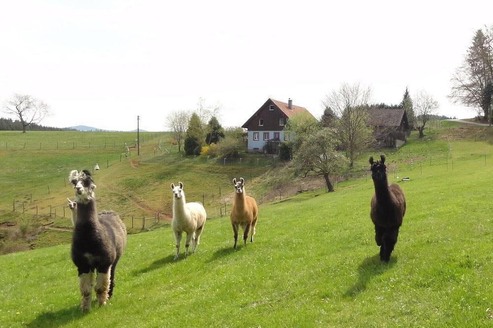 Llama and Maine Coon farm in sunny and secluded location in Biederbach 3 rooms in Biederbach, Alto Floresta Negra