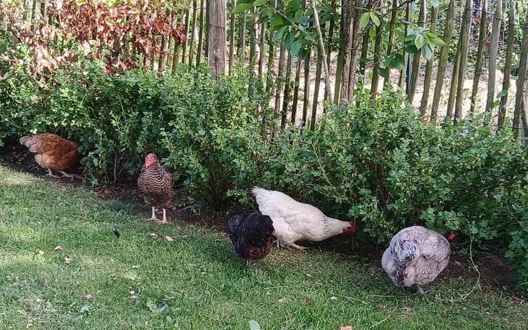 Location de vacances pour 2 personnes, avec jardin à Coudeville-sur-Mer - 2