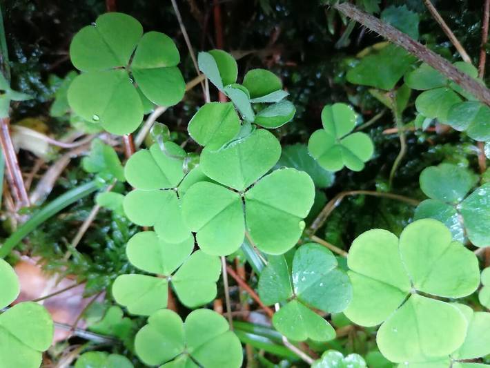Ferienhaus für 5 Personen, mit Terrasse in Hohenlohe - 3