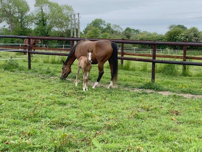 Gîte pour 2 personnes, avec terrasse et vue à Colleville-sur-Mer - 3