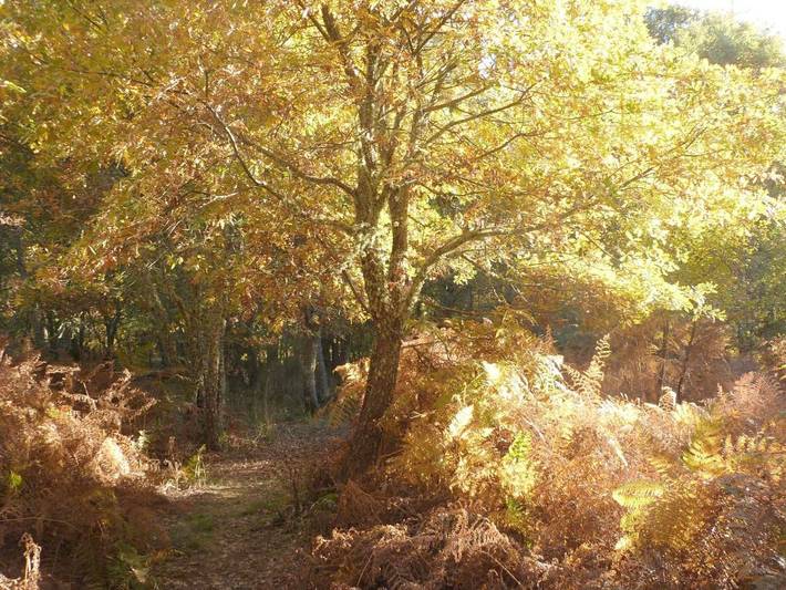 Hotel para 2 personas, con terraza y jardín en La Carballeda - 4