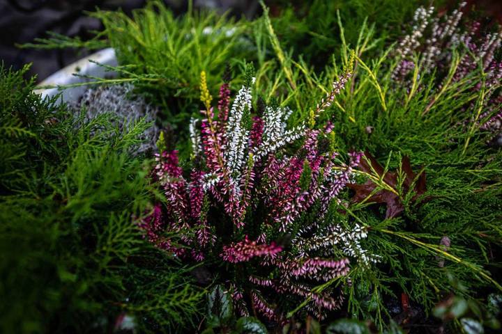 Maison d’hôte pour 2 personnes, avec vue et jardin dans Mureș - 3